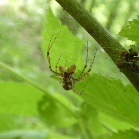Picture of Pityohyphantes costatus (Hammock Spider) - Prey