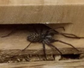 Picture of Eratigena atrica (Giant House Spider) - Lateral