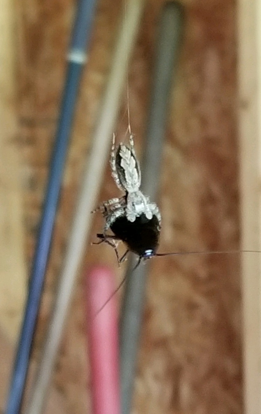 Picture of Platycryptus undatus (Tan Jumping Spider) - Dorsal,Prey