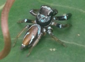Picture of Thiania bhamoensis (Fighting Spider) - Dorsal