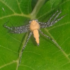 Picture of Oxyopidae (Lynx Spiders) - Dorsal