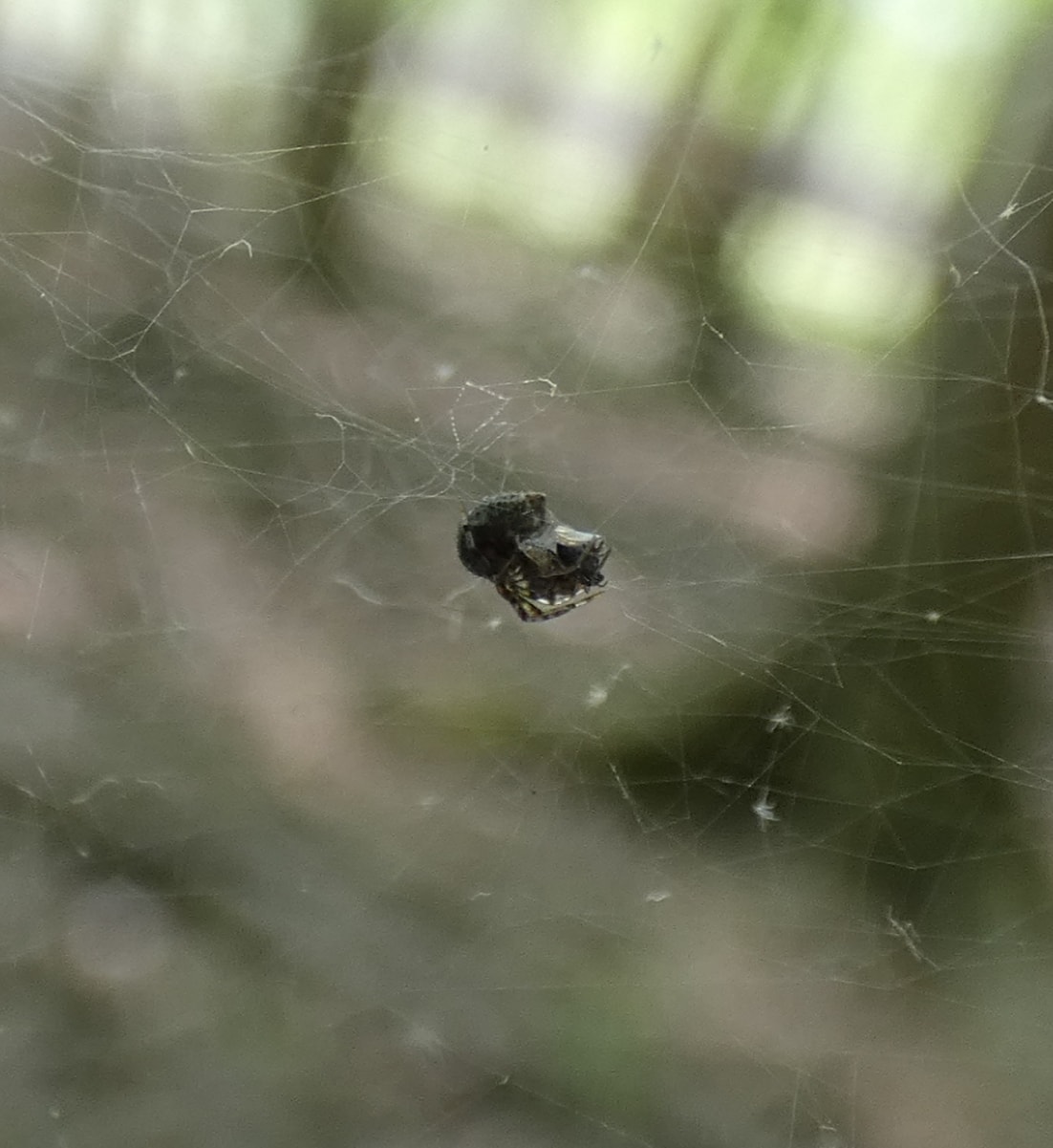 Picture of Theridiidae (Cobweb Weavers) - Lateral,Webs,Prey