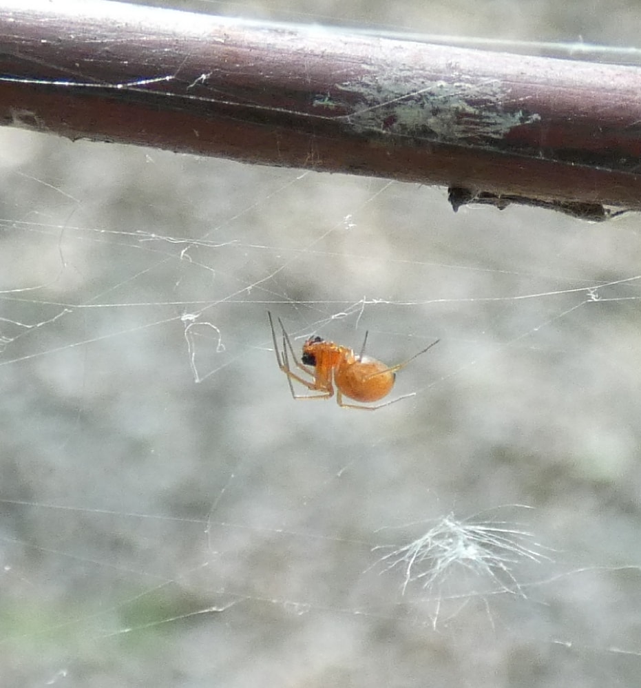 Picture of Linyphiidae (Money Spiders) - Lateral,Webs