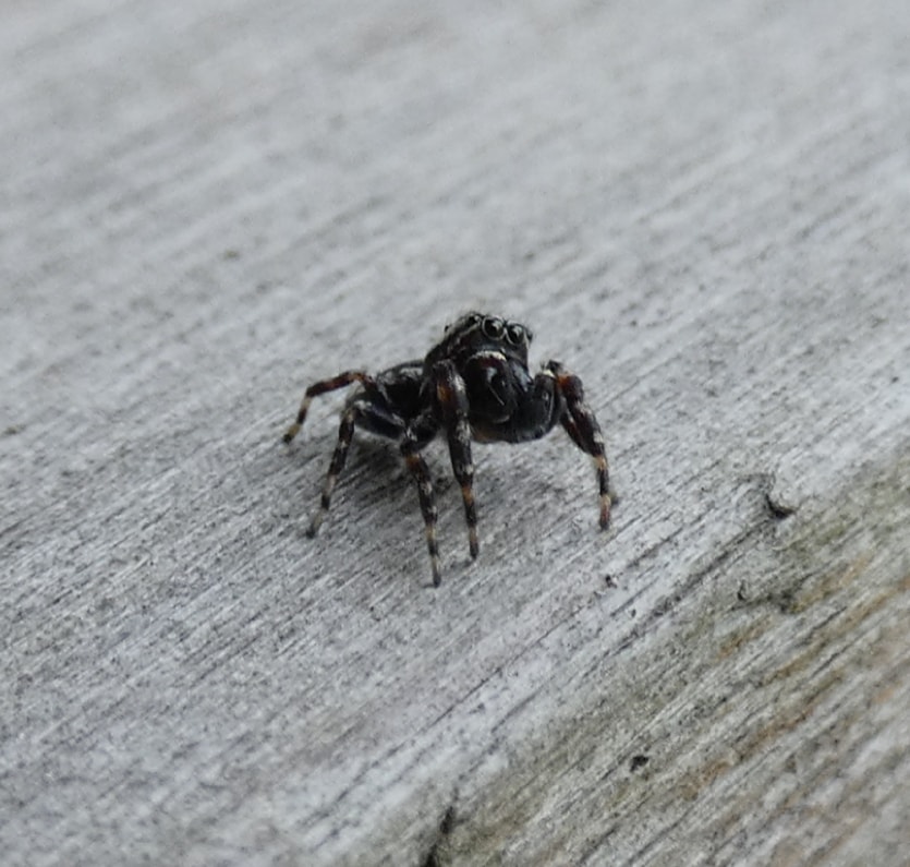 Picture of Salticidae (Jumping Spiders) - Eyes