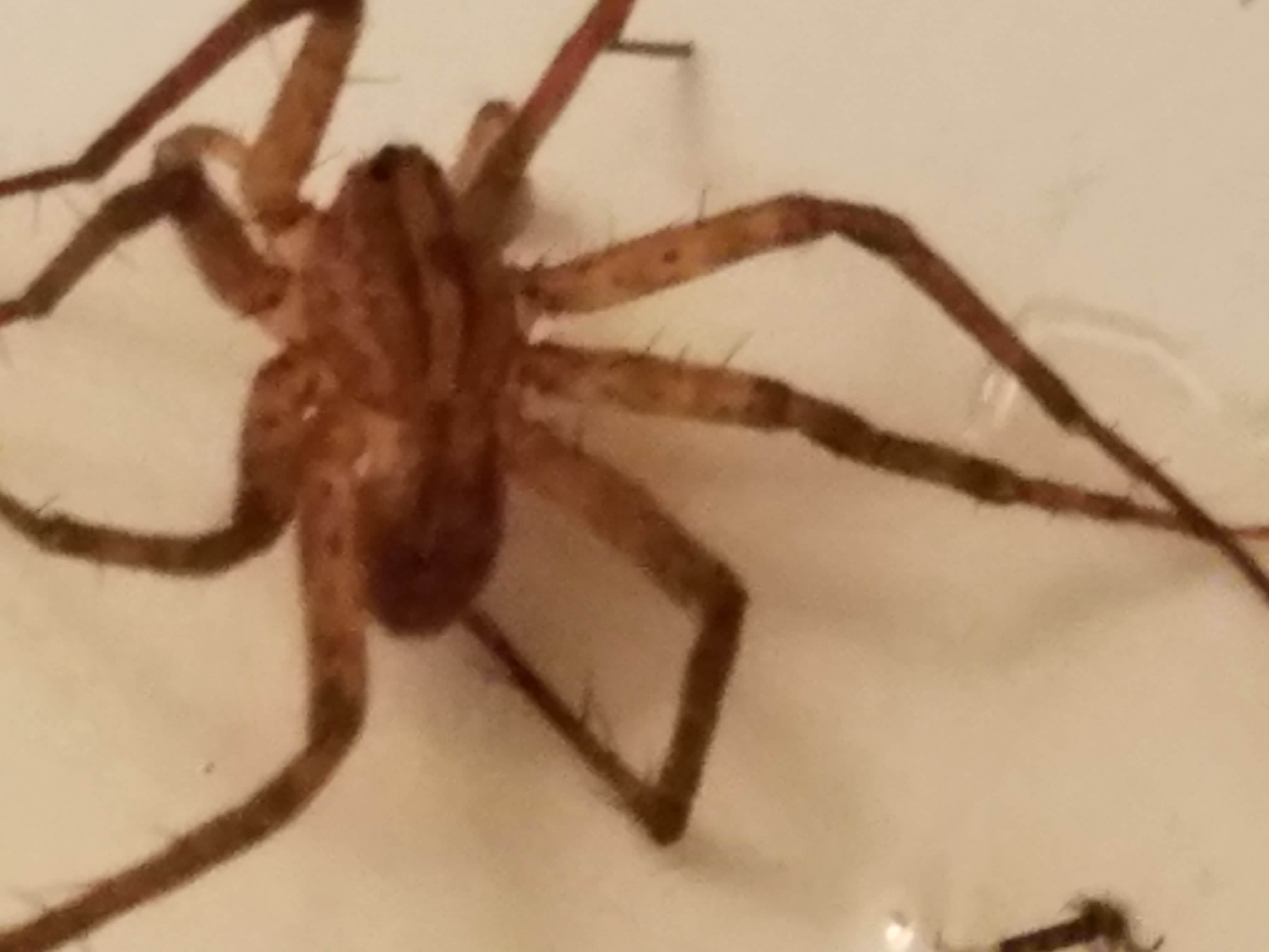 Picture of Anahita punctulata (Southeastern Wandering Spider) - Male - Dorsal