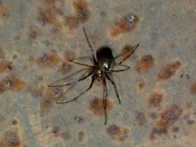 Picture of Meta ovalis (Cave Orb-weaver) - Dorsal
