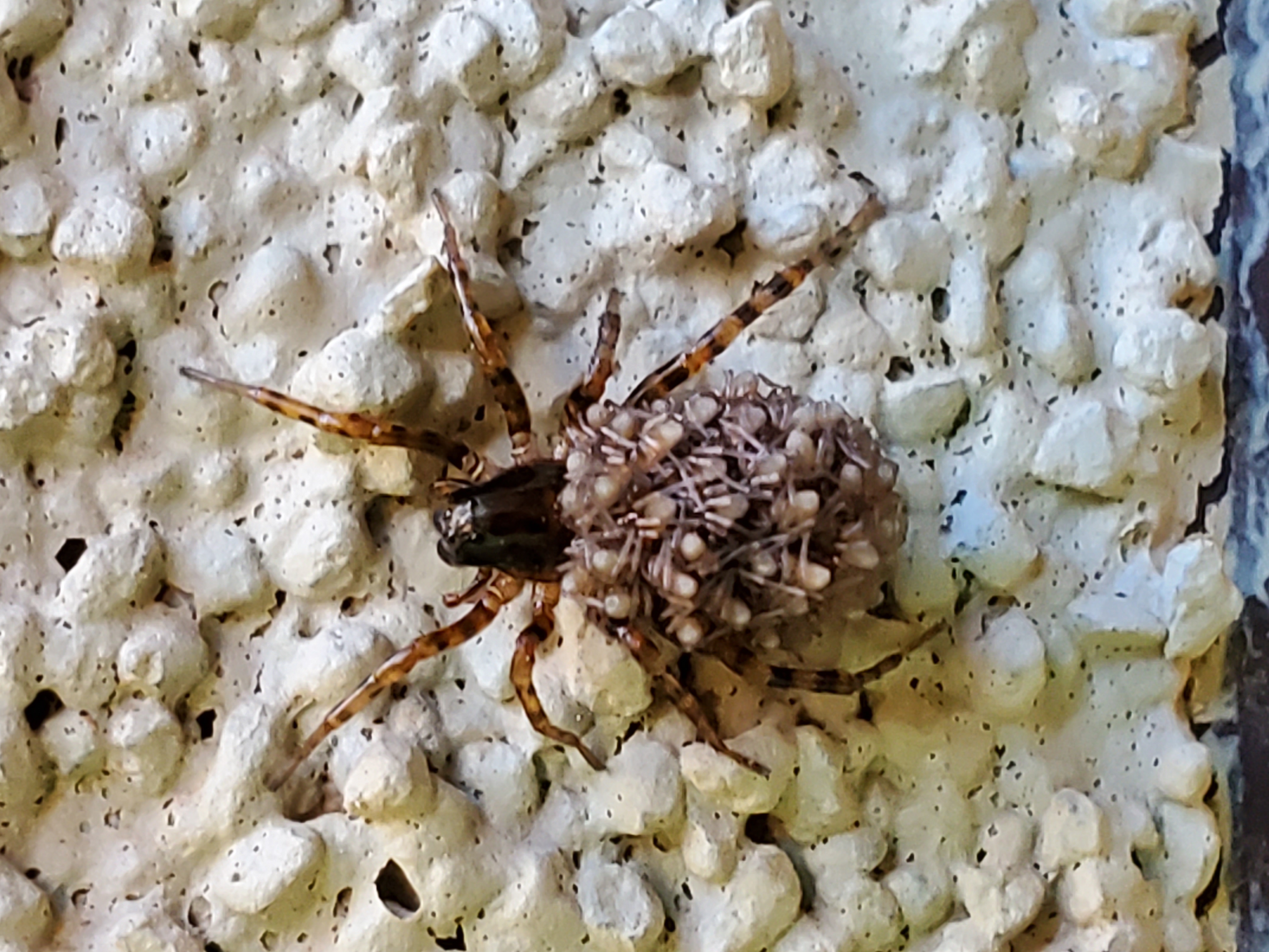 Picture of Allocosa - Female - Dorsal,Spiderlings
