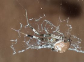 Picture of Zosis geniculata (Grey House Spider) - Dorsal,Webs