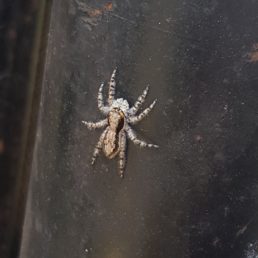 Featured spider picture of Menemerus bivittatus (Gray Wall Jumper)