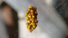 Picture of Araneus spp. (Angulate & Round-shouldered Orb-weavers) - Spiderlings