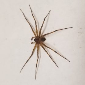 Picture of Dolomedes spp. (Fishing Spiders) - Male - Dorsal