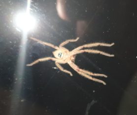 Picture of Neosparassus spp. (Badge Huntsman Spiders) - Ventral