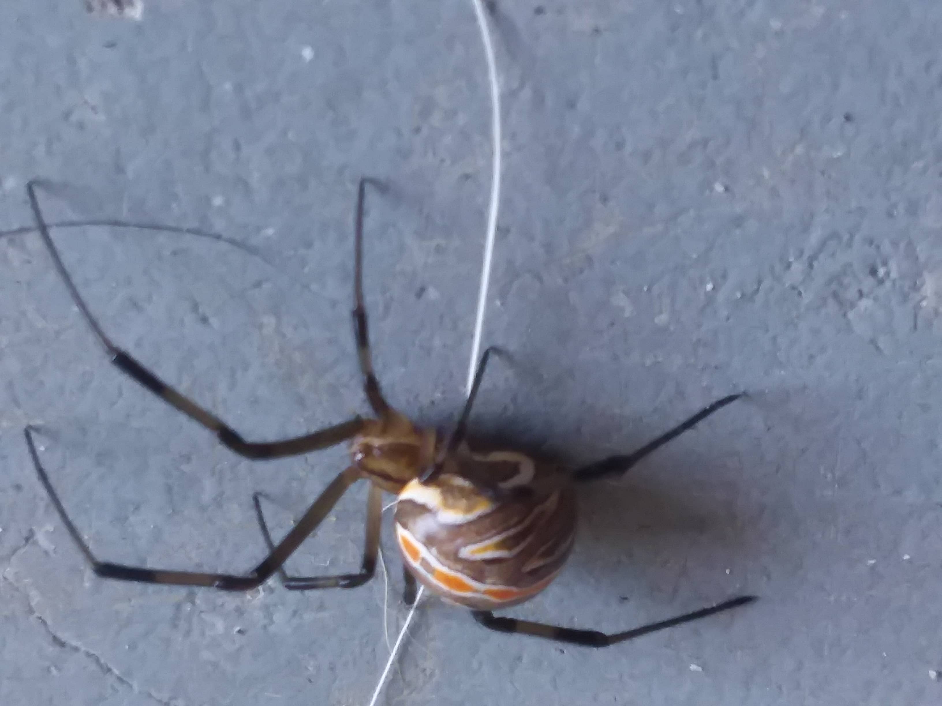 Picture of Latrodectus hesperus (Western Black Widow) - Lateral