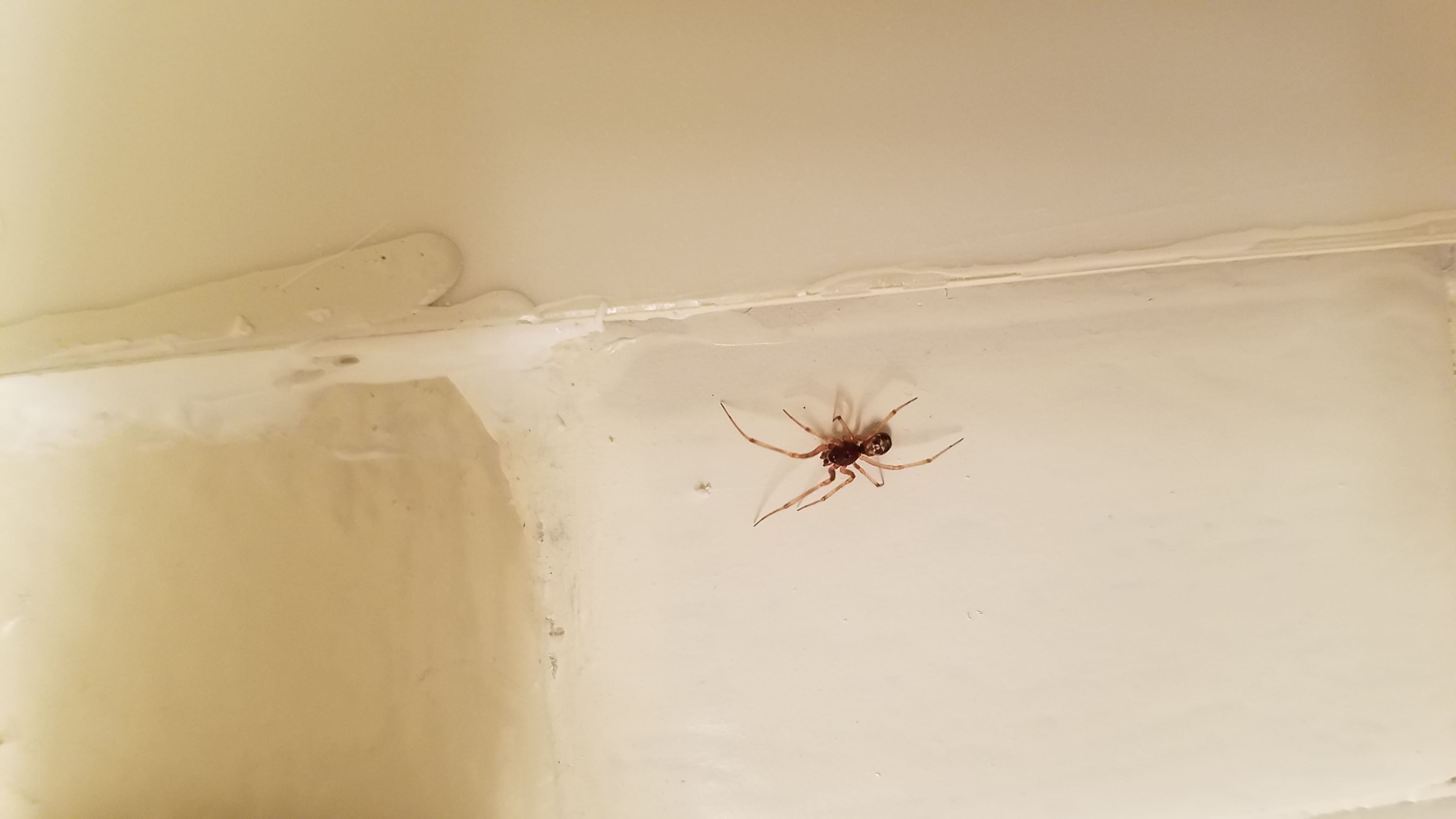 Unidentified spider in O'fallon , Missouri United States