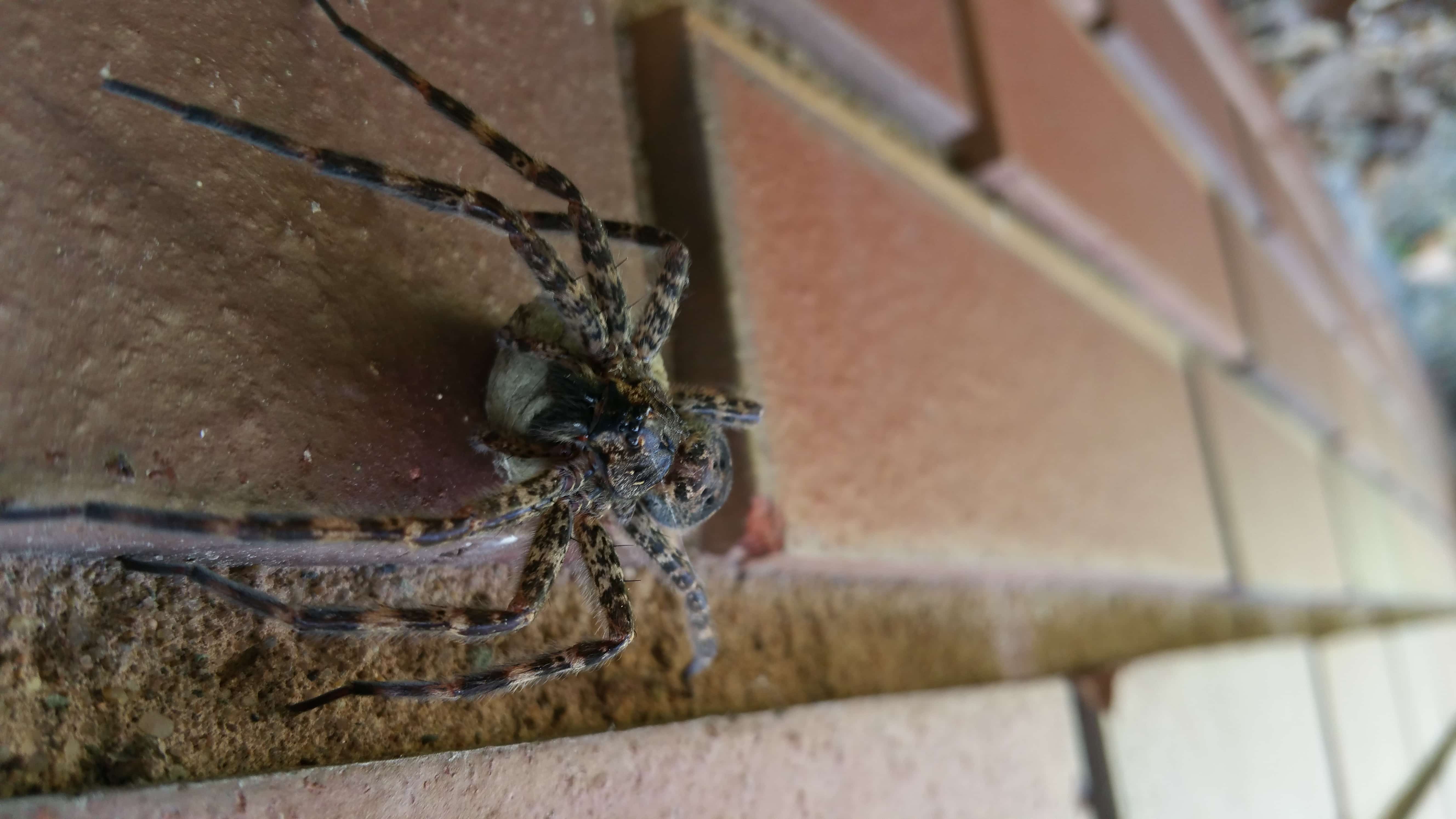 Picture of Dolomedes tenebrosus (Dark Fishing Spider) - Female - Egg sacs,Eyes