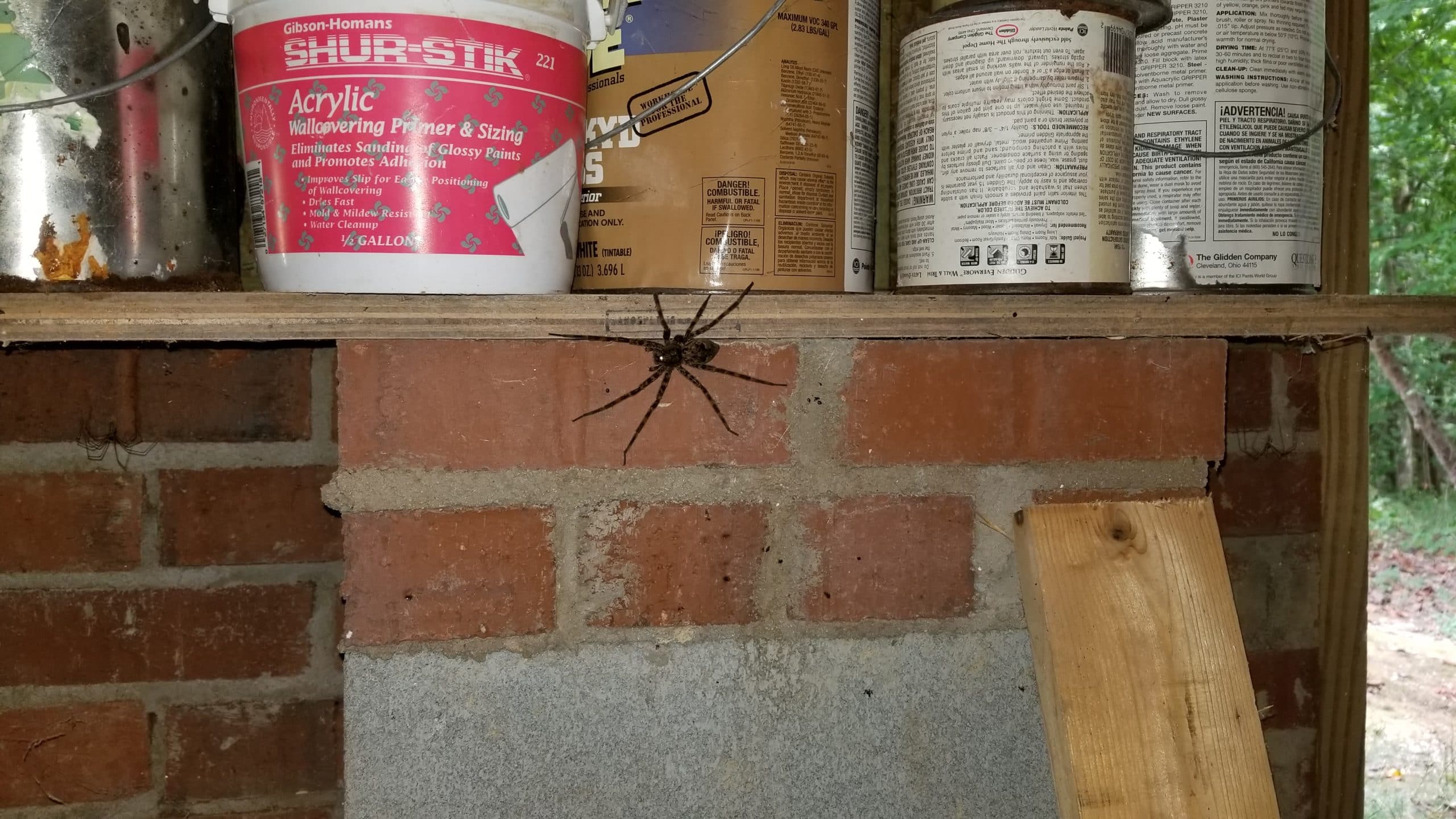 Unidentified spider in Charlotte, North Carolina United States How To Hang Spiders On Brick House