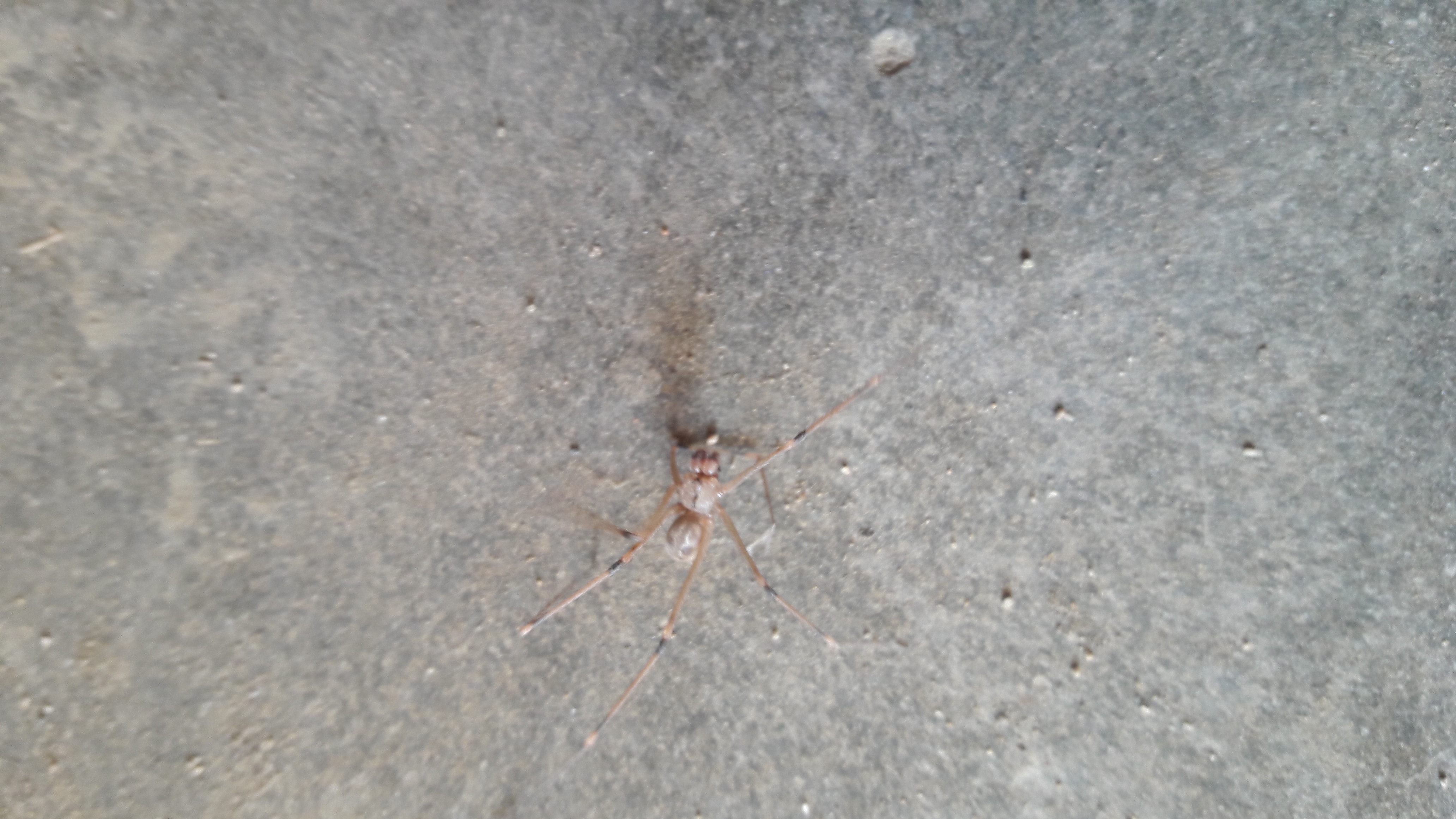 Picture of Pholcidae (Cellar Spiders) - Male - Dorsal