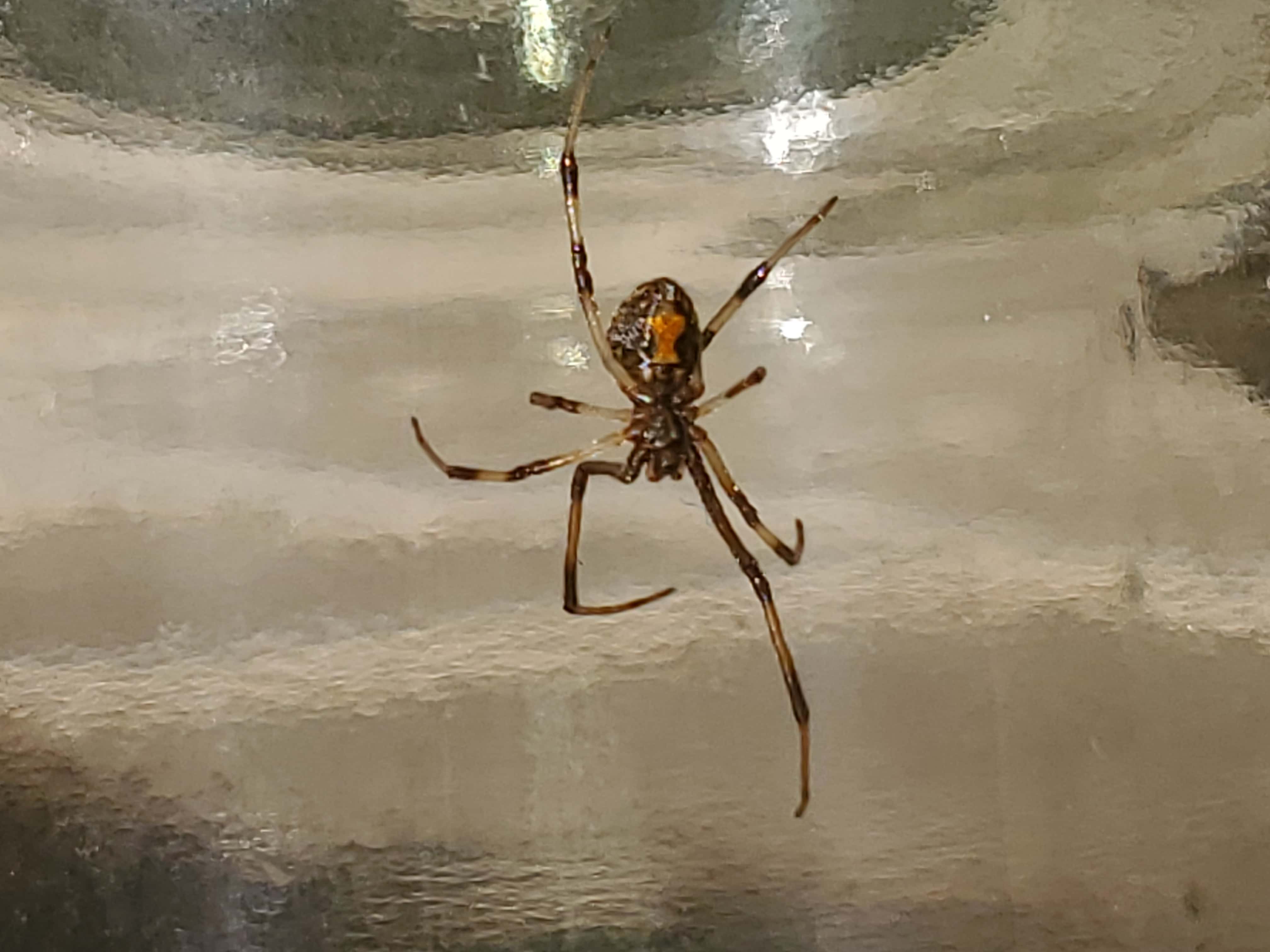 Picture of Latrodectus geometricus (Brown Widow Spider) - Ventral