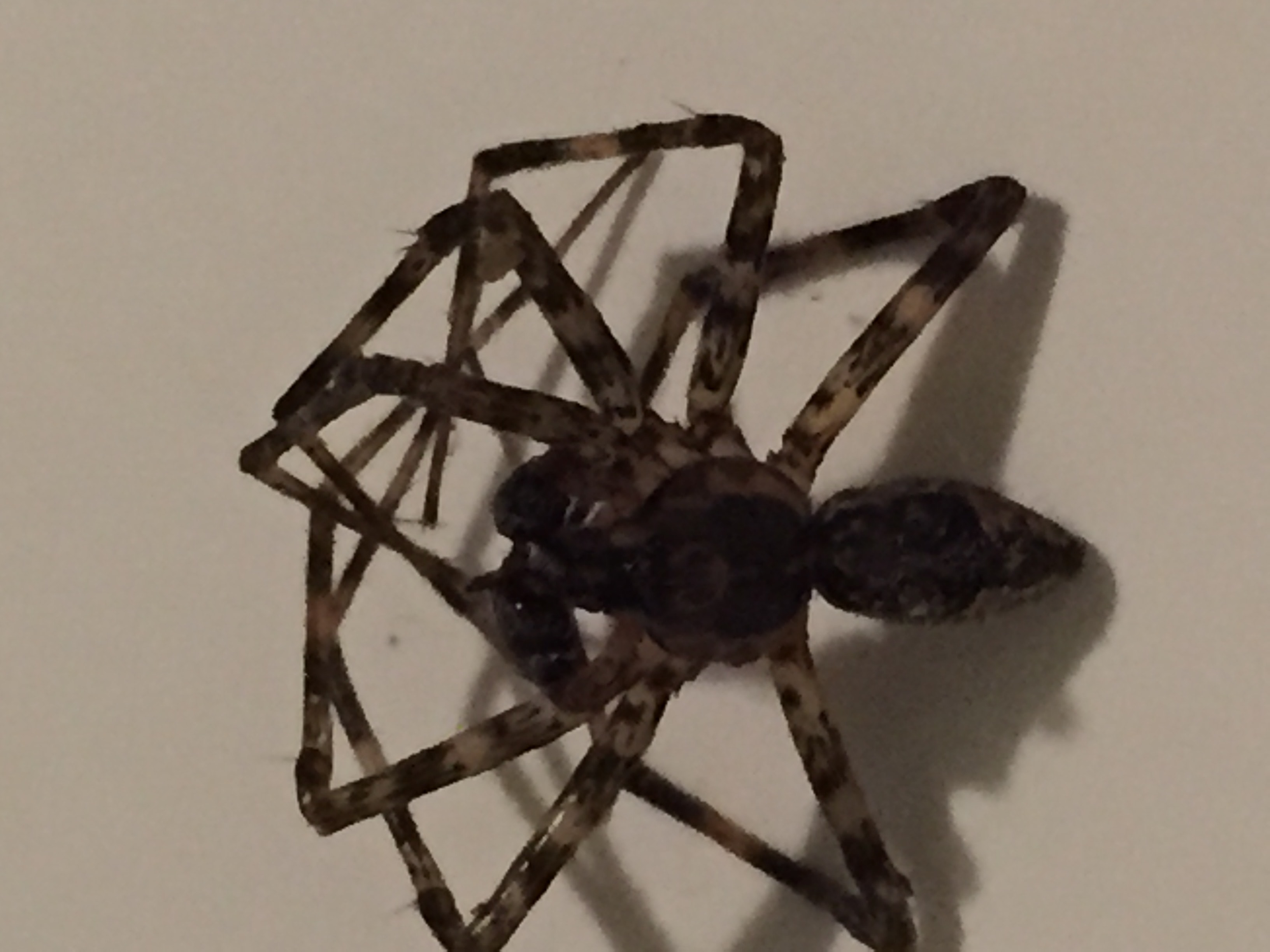 Picture of Dolomedes tenebrosus (Dark Fishing Spider) - Male - Dorsal