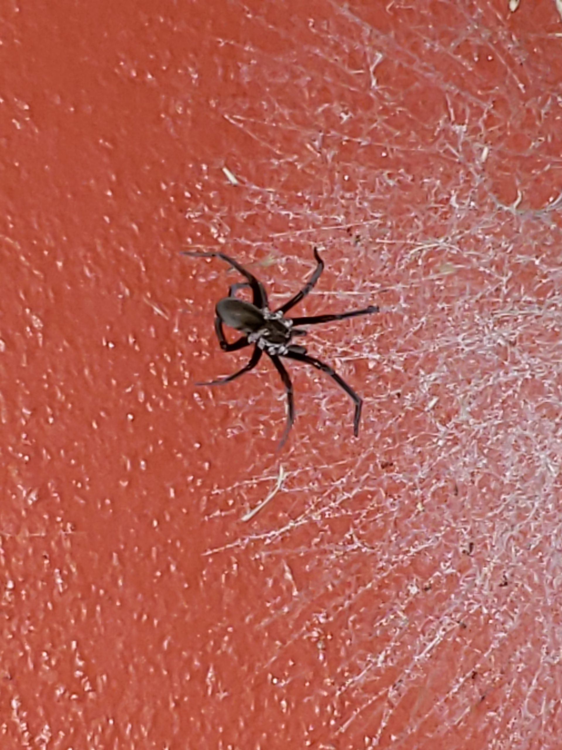 Picture of Kukulcania hibernalis (Southern House Spider) - Female - Dorsal,Webs