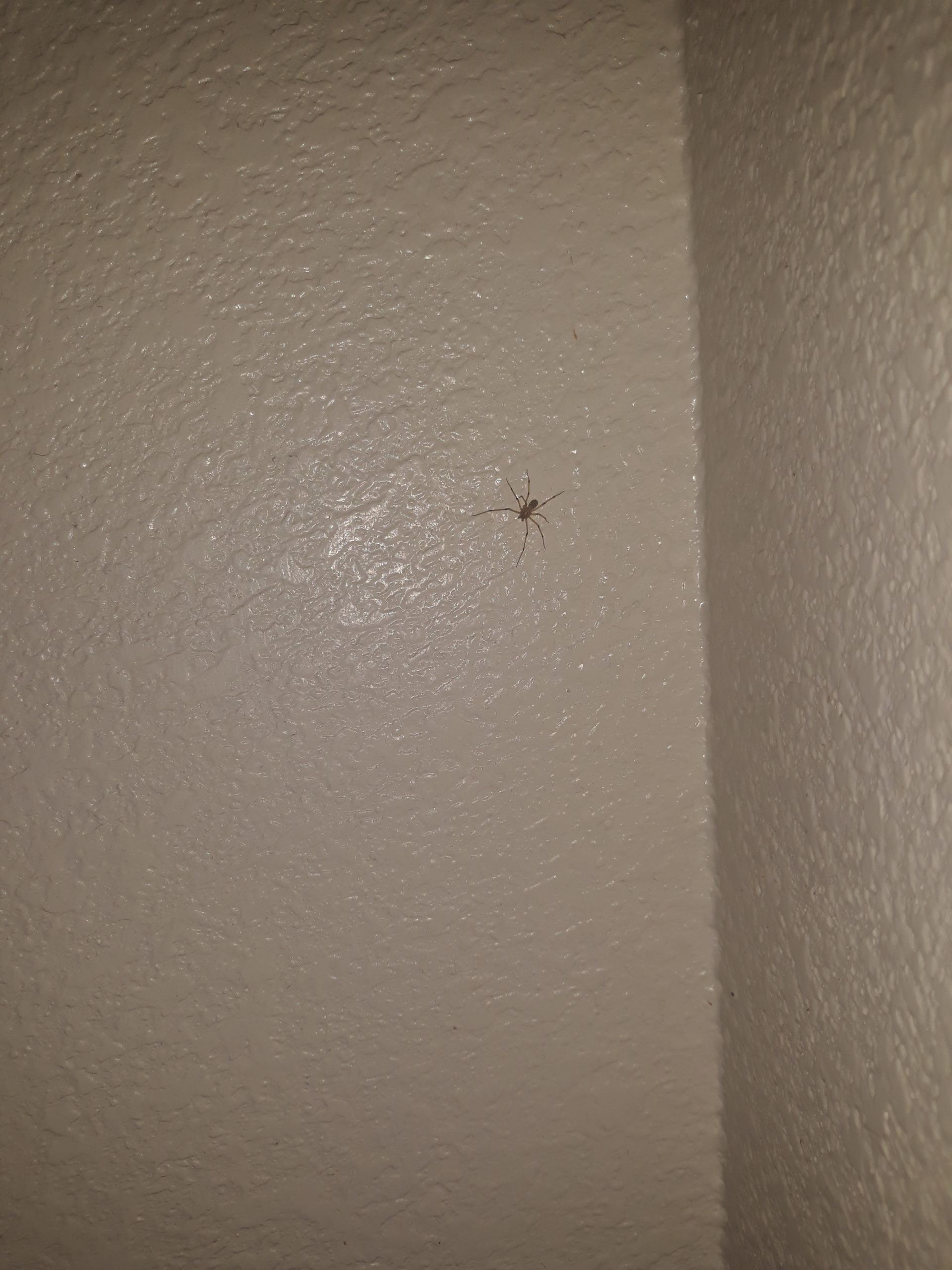 Unidentified spider in Las Vegas , Nevada United States