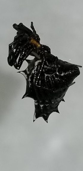 Picture of Micrathena gracilis (Spined Micrathena) - Female - Lateral