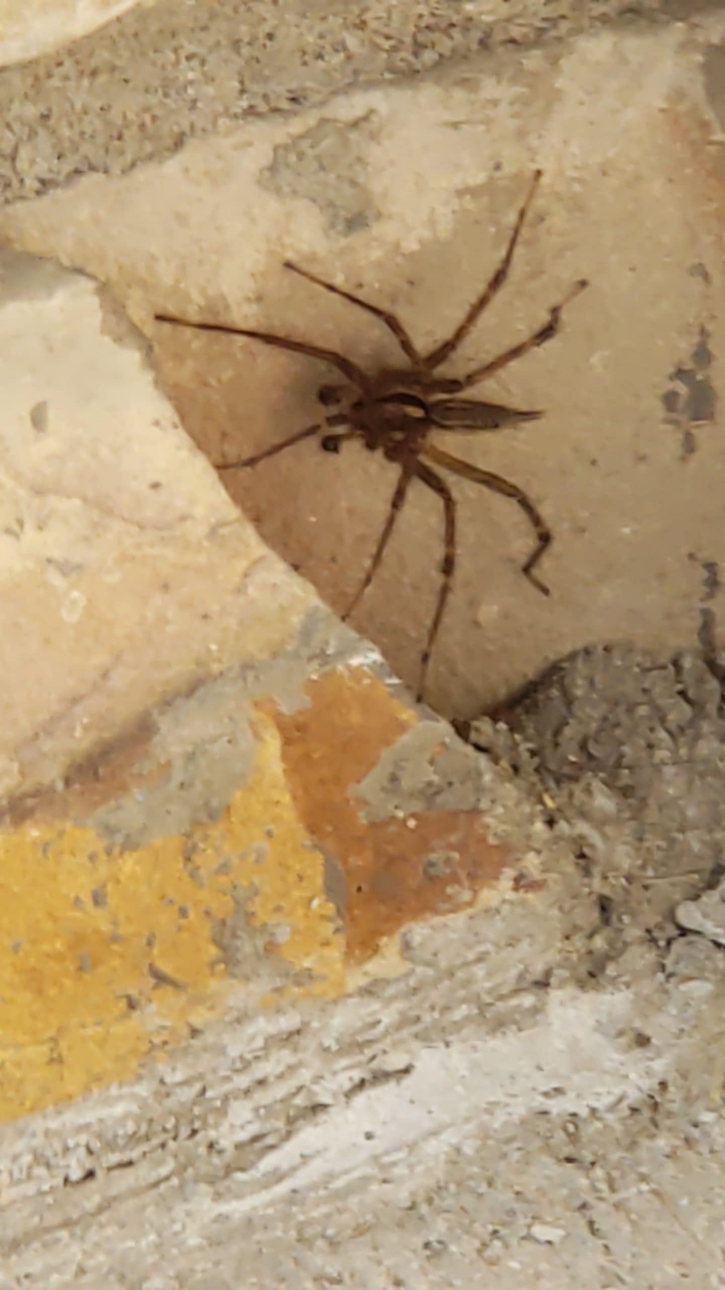 Unidentified spider in Allamuchy, New Jersey United States