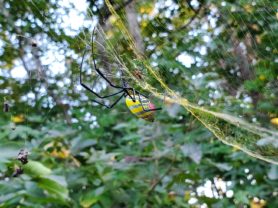 Picture of Trichonephila clavata (Joro spider) - Male,Female - Lateral,Webs