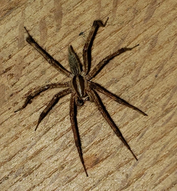 Unidentified spider in Edenton, North Carolina United States