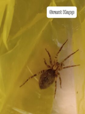 Picture of unidentified spider