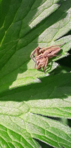 Picture of Pisaura mirabilis (European Nursery Web Spider)