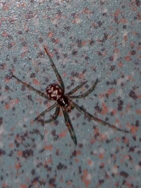 Picture of Steatoda triangulosa (Triangulate Cobweb Spider)