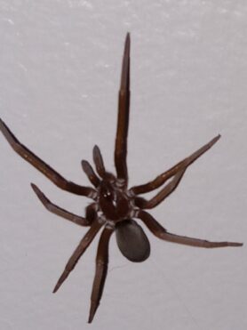 Picture of Kukulcania hibernalis (Southern House Spider)