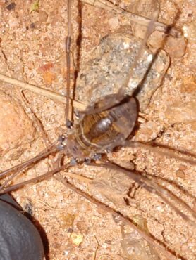 Picture of unidentified spider - Dorsal