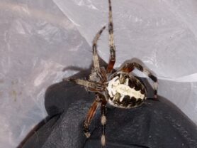 Picture of Neoscona spp. (Spotted Orb-weavers)