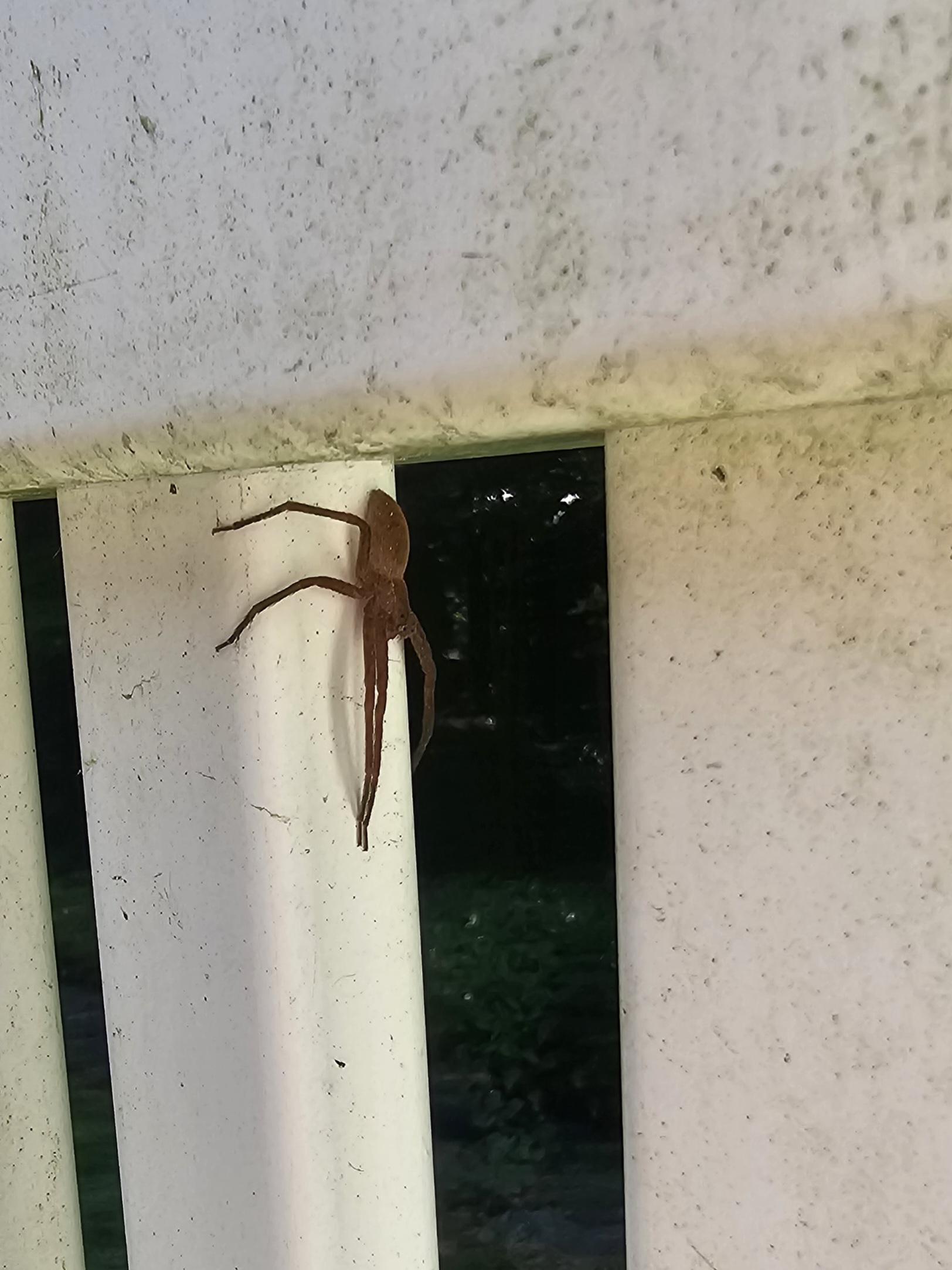 Picture of Pisaurina mira (Nursery Web Spider)