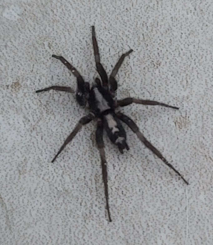Picture of Herpyllus ecclesiasticus (Eastern Parson Spider)