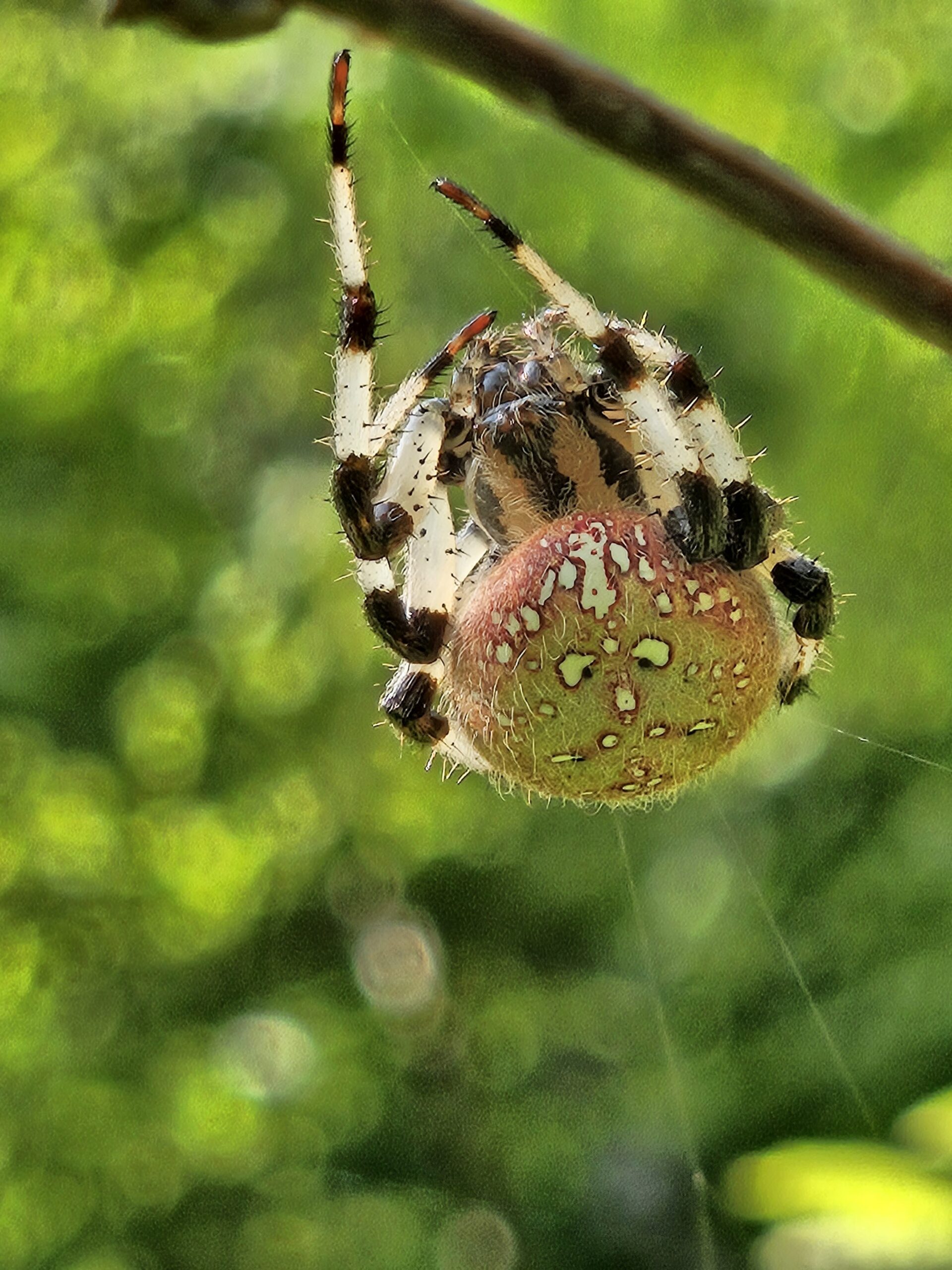 Picture of Araneus (Angulate & Round-shouldered Orb-weavers)