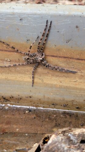 Picture of Dolomedes tenebrosus (Dark Fishing Spider)
