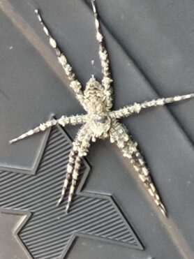 Picture of Dolomedes albineus (White-banded Fishing Spider)