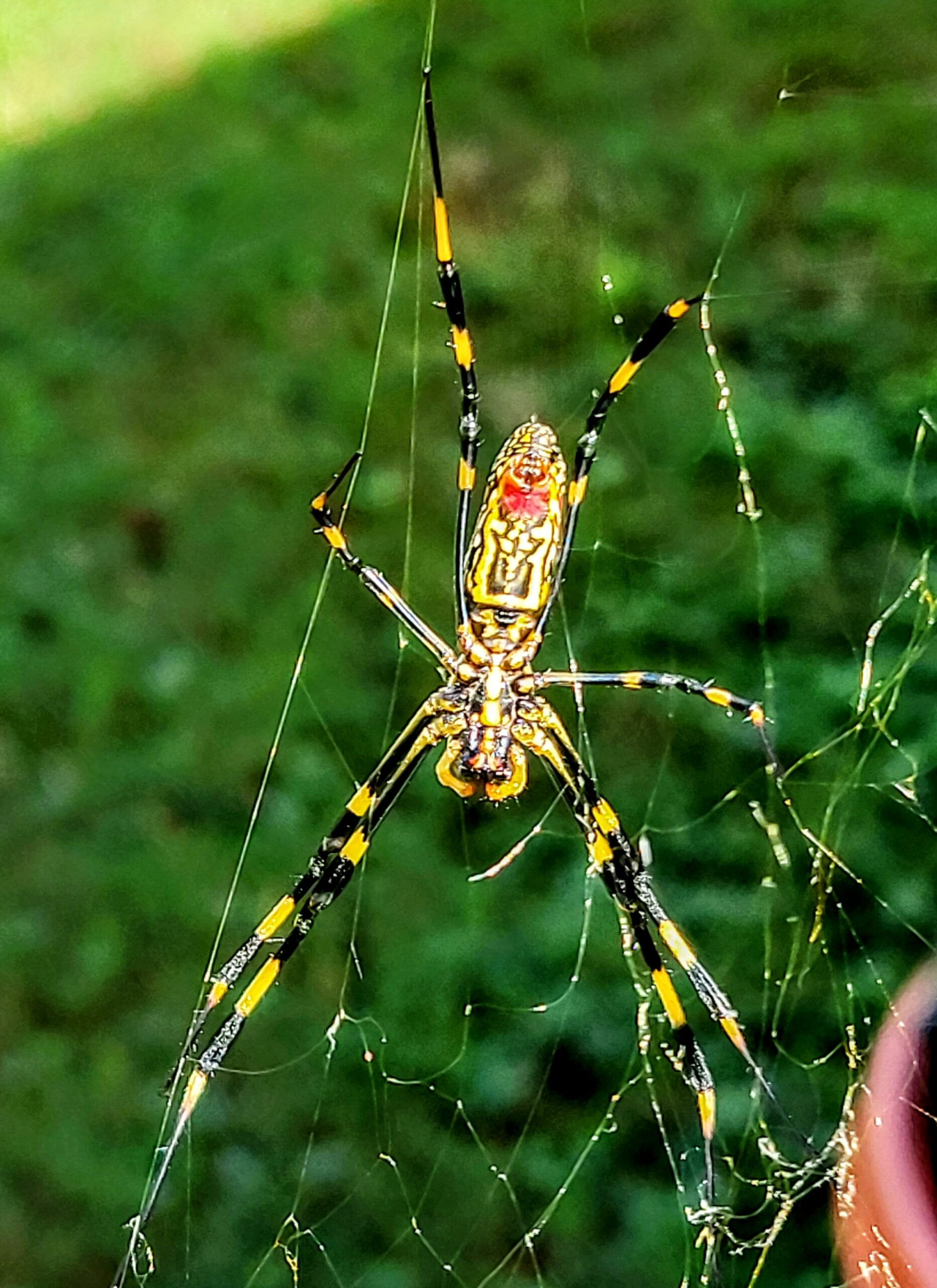 Picture of Trichonephila clavata (Joro spider) - Ventral