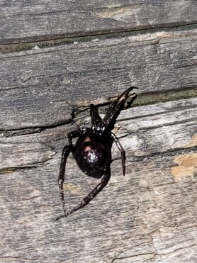 Picture of Steatoda grossa (False Black Widow)