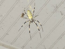 Picture of Trichonephila clavata (Joro spider)