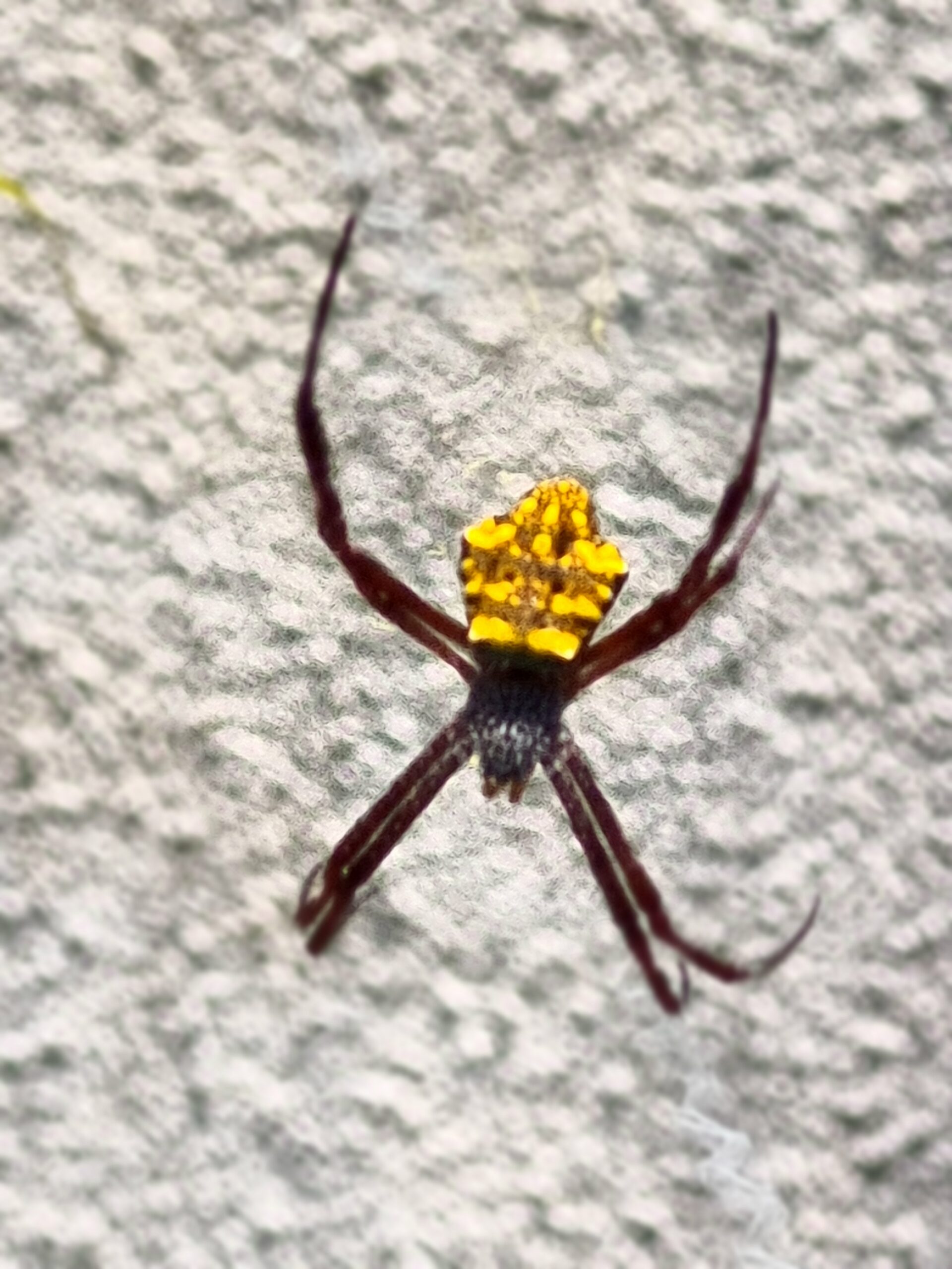 Picture of Argiope appensa (Hawaiian Garden Spider)