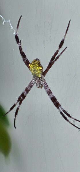 Picture of Argiope appensa (Hawaiian Garden Spider)