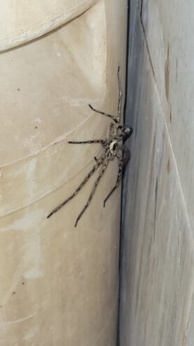 Picture of Heteropoda venatoria (Huntsman Spider)