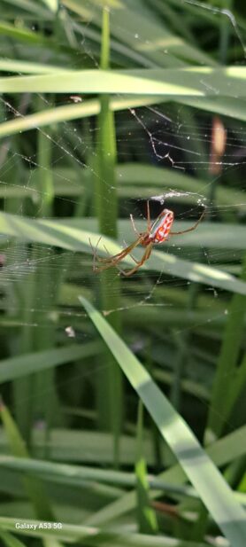 Picture of Leucauge festiva (Masked Vlei Spider) - Lateral,Webs