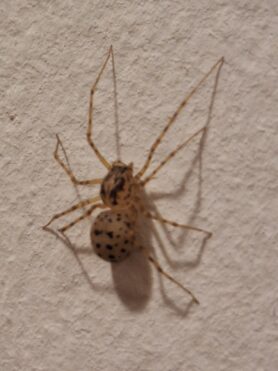 Picture of Scytodes thoracica