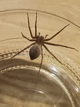 Picture of Pisaurina mira (Nursery Web Spider)