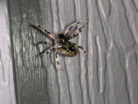 Picture of Neoscona spp. (Spotted Orb-weavers) - Female - Ventral
